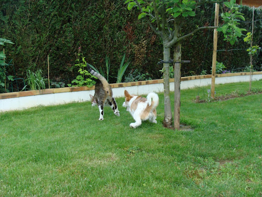 Pour les amoureux des chats - Page 2 DSC03825