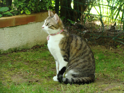 Pour les amoureux des chats - Page 2 DSC03908