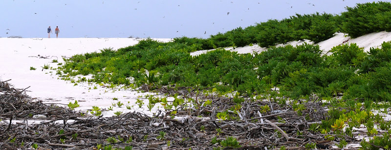 Bird Island в картинках. Сейшелы остров птиц.