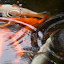 Koi in the pond between our two houses.  Eagle Rock Lodge has great fishing off of our river bank all summer long... but we would rather not have you catch and releasing here;)