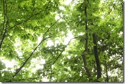 IMG_7265 IMG_7265