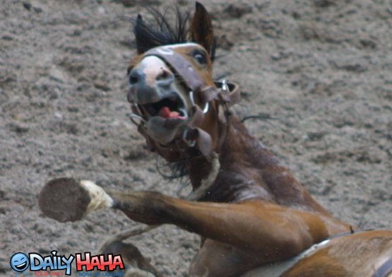 [scared_horse[3].jpg]