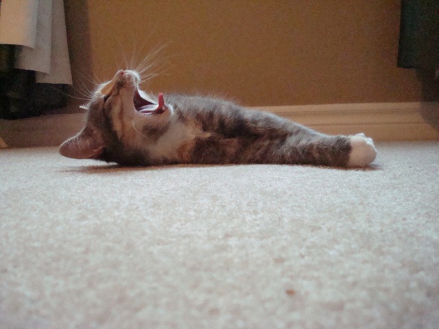 [Molly yawn[6].jpg]