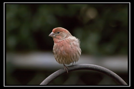 IMAGE: http://lh3.ggpht.com/_ti_aShlyB7A/SXUfc0NibAI/AAAAAAAACNs/fsTOVz-MaYE/IMG_4257%20copy.jpg