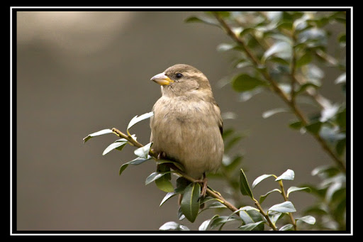 IMAGE: http://lh3.ggpht.com/_ti_aShlyB7A/SXUfg2ySsOI/AAAAAAAACOM/Fy_DTSVrp_s/IMG_4310a%20copy.jpg