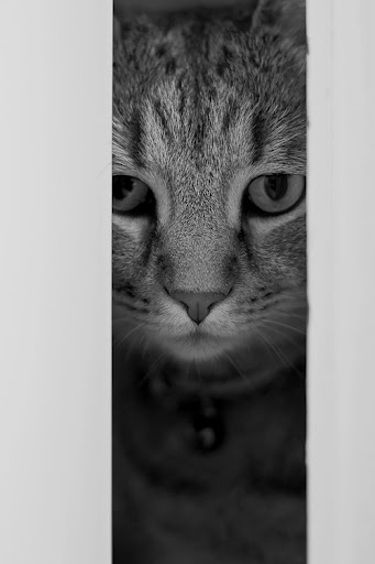 IMAGE: http://lh3.ggpht.com/_ti_aShlyB7A/SXyv255v5nI/AAAAAAAACQk/dX97lzqkY8s/s512/IMG_5779-2%20eyes%20straight%20on.jpg