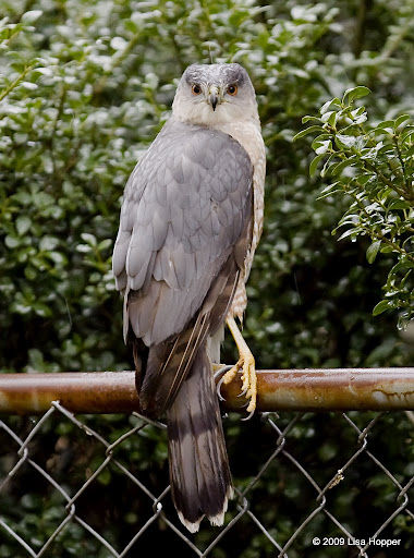 IMAGE: http://lh3.ggpht.com/_ti_aShlyB7A/Sb45dMSYvSI/AAAAAAAACqg/zQ_dxwzo3Yc/s512/IMG_5520lame%20hawk.jpg