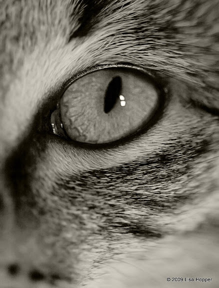 IMAGE: http://lh3.ggpht.com/_ti_aShlyB7A/SgcSX1K8lnI/AAAAAAAAC1w/OCJ3OLrYPy8/s576/IMG_8361-gizmo%27s%20eye-cropped.jpg