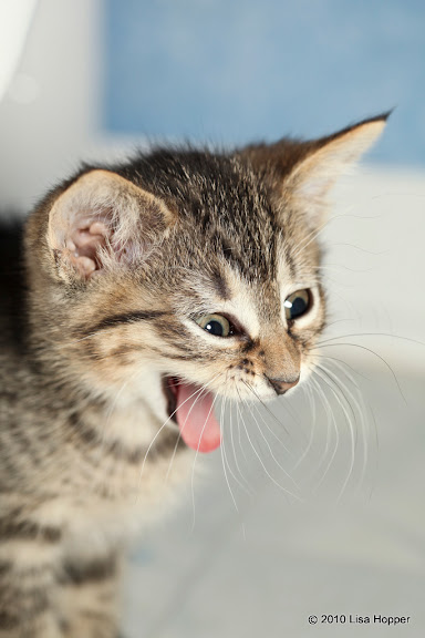 IMAGE: http://lh3.ggpht.com/_ti_aShlyB7A/TA7oFbDHUFI/AAAAAAAAEFc/dmf02VyuME8/s576/IMG_9874.jpg