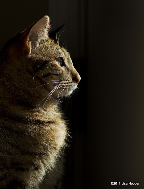 IMAGE: http://lh3.ggpht.com/_ti_aShlyB7A/TTotGLZ45ZI/AAAAAAAAFNI/mZl8P93xIwc/s800/IMG_3449%20wanting%20to%20explore%20the%20outdoors%20color.jpg