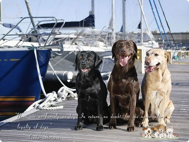 Pet Dogs Lovely Quotes