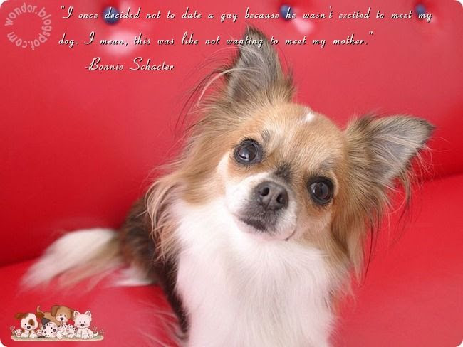 Pet Dogs Lovely Quotes