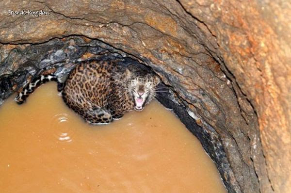 Rescue of a leopard.bmp