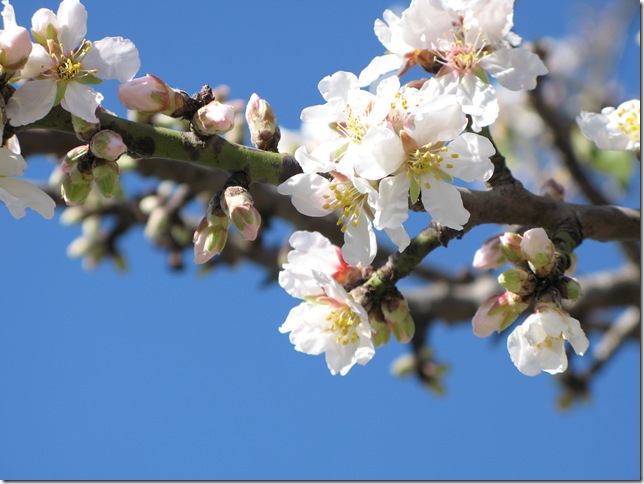 blossoms