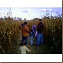 corn maze