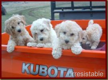 poochon