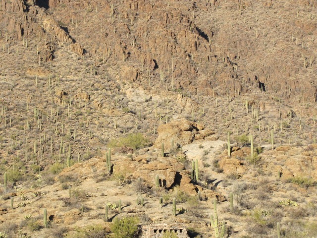 [Saguaro National Park 063[3].jpg]