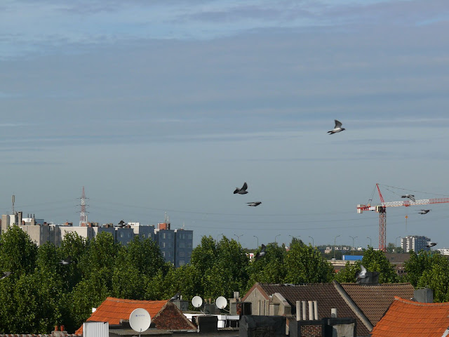 Klik op de afbeelding om de link te volgen