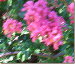 Crape Myrtle Blooms