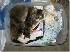 Cat in Lace Box