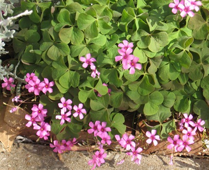 pink flowers