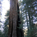 Giant Redwood