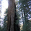 Giant Redwood