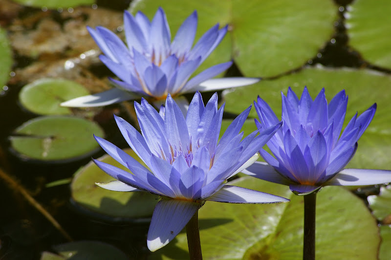 Nenufares azul