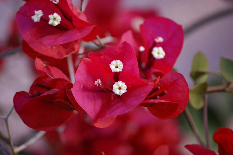 Flor, bungavilia vermelha