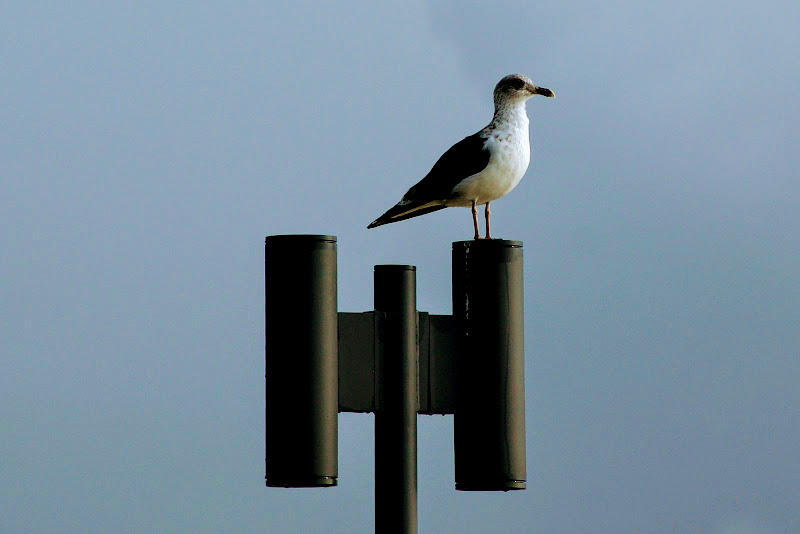 Gaivota em Albarquel