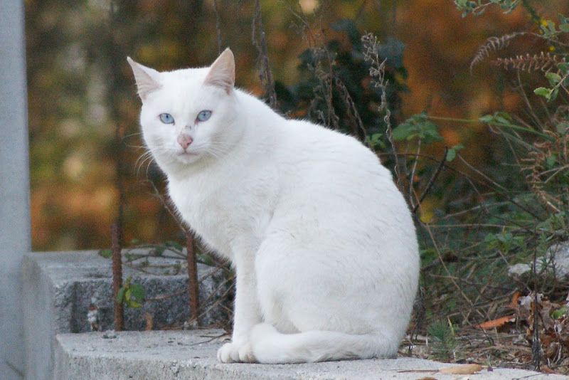Gato Branco