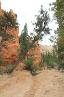 BryceCanyonNP_20100818_0178.JPG Photo