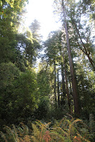 RedwoodEmpire_20100906_0502.JPG
