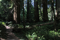 RedwoodEmpire_20100906_0544.JPG