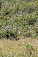 RedwoodEmpire_20100906_0660.JPG