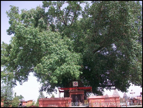 Dhumra Baraha (12)