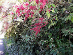DSCF7484.JPG
