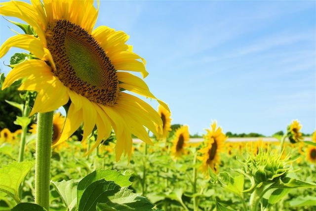 [sunflowerlookingatthesun3.jpg]