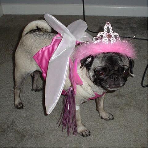 [Fairy Gidget 5[2].jpg]