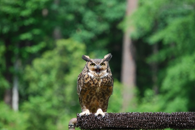 [Great Horned Owl (3)[2].jpg]