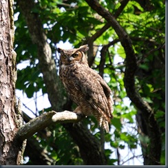 Great Horned Owl (2)