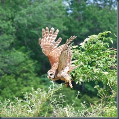 Barred Owl in Flight