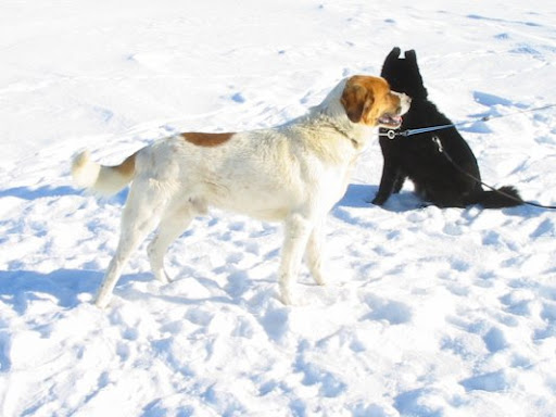 Belgianpaimenkoira+malinois