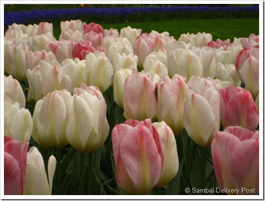 Keukenhof