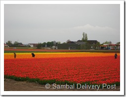 Keukenhof, tulips field for export