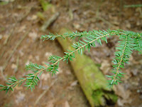 Pine needles in the foreground of a mossy log on the ground.