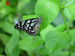 Macro-licious!
