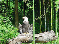 An eagle. He was not cooperating in spreading his wings entirely.