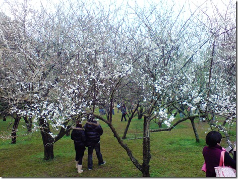 梅園的梅花 梅園的梅花