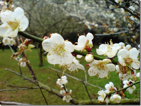 梅園的梅花 梅園的梅花